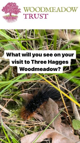 Video post from woodmeadowtrust.