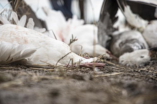 Photo post from northernskiesoutfitters.