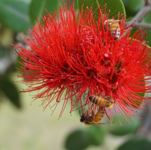 Carousel post from comvita_nz.