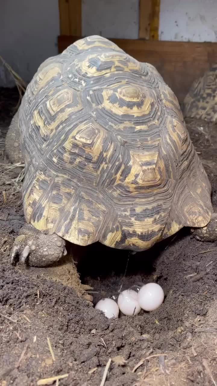 Video post from carapacecritters.