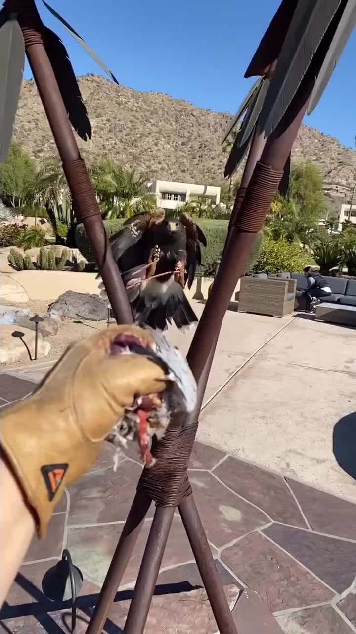 Video post from desertkingsfalconry.