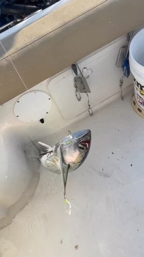 Video post from ejs_fishing_charters.