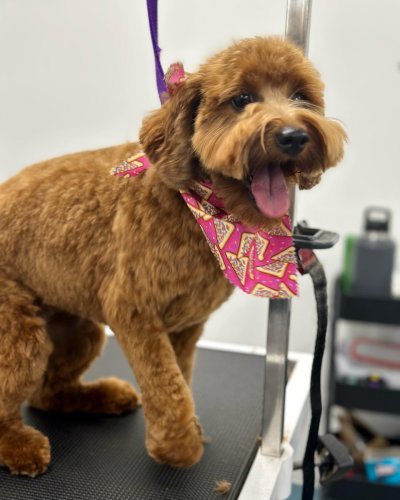 Carousel post from k9playtimedoggydaycare.