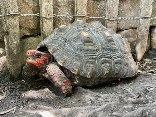 Photo post from carapacecritters.