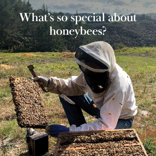 Carousel post from comvita_au.