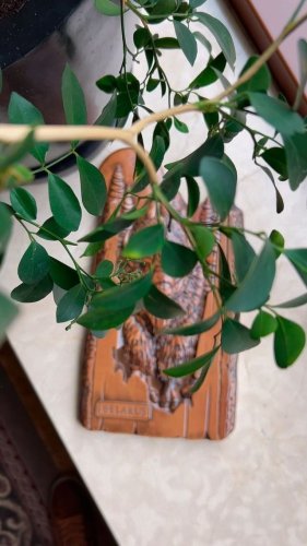 Video post from padarunak.fond.