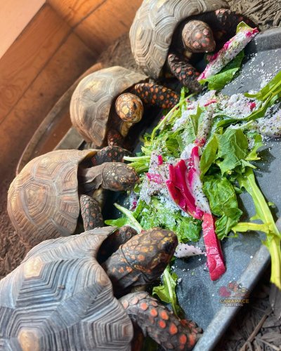 Photo post from carapacecritters.