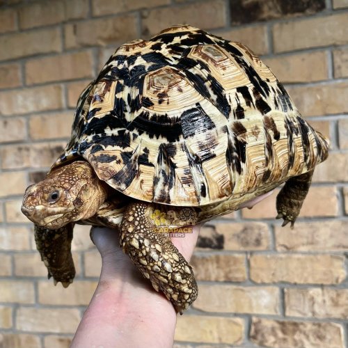 Carousel post from carapacecritters.