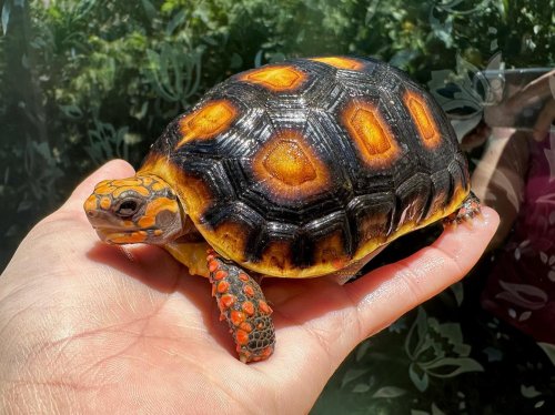 Photo post from carapacecritters.