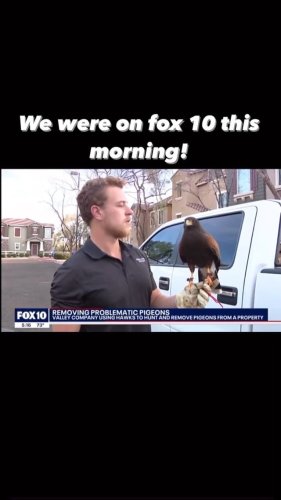Video post from desertkingsfalconry.