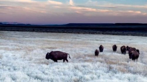 Video post from nwfoutdoors.