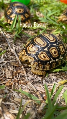 Video post from carapacecritters.