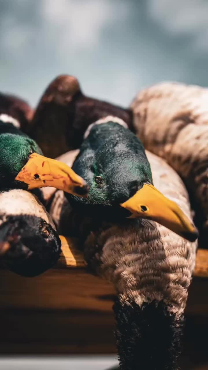 Video post from northernskiesoutfitters.