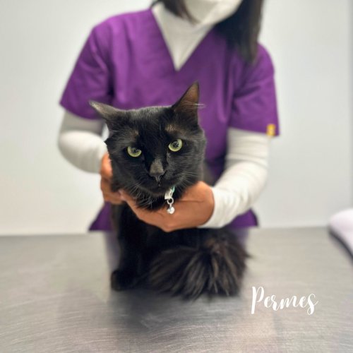 Photo post from familyanimalhospitalcm.