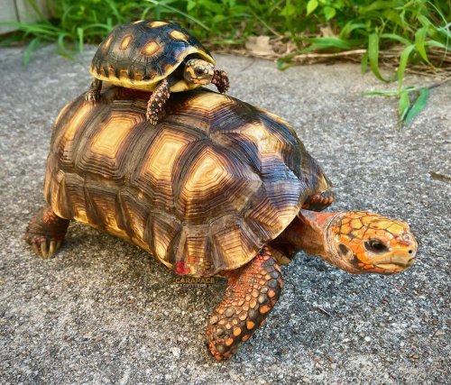 Photo post from carapacecritters.