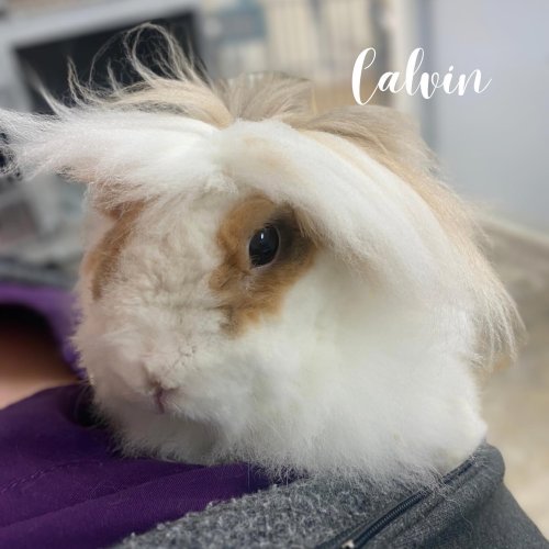 Carousel post from familyanimalhospitalcm.