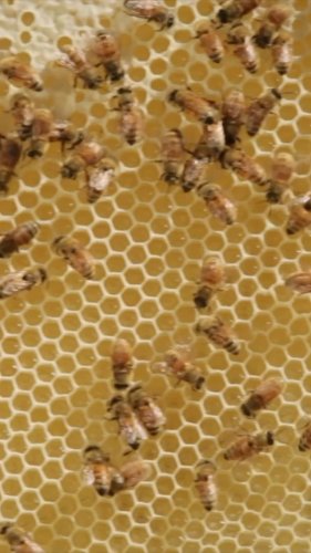 Video post from comvita_au.