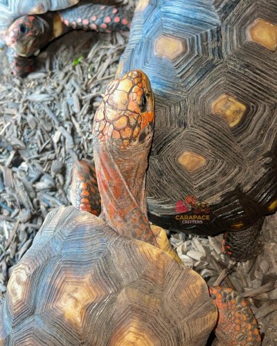 Photo post from carapacecritters.