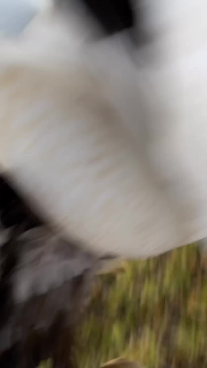 Video post from northernskiesoutfitters.