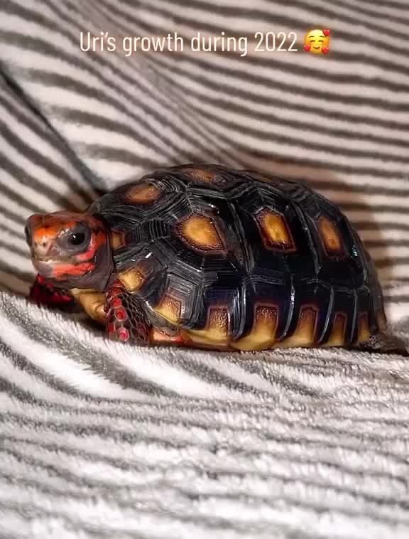 Video post from carapacecritters.