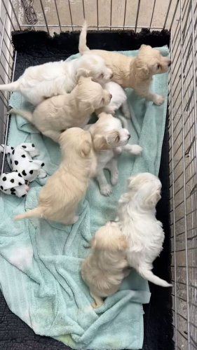 Video post from familyanimalhospitalcm.