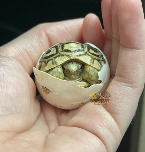 Photo post from carapacecritters.