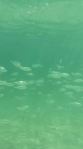 Video post from ejs_fishing_charters.