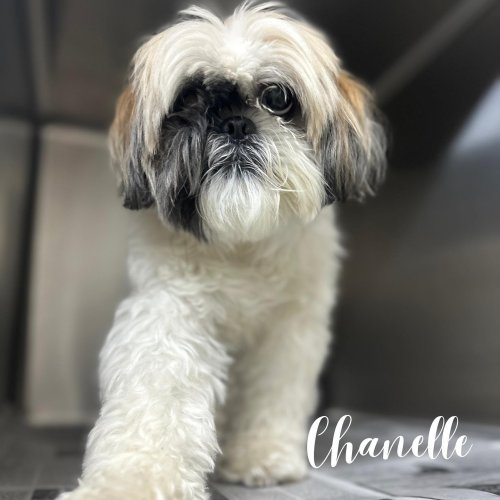 Carousel post from familyanimalhospitalcm.