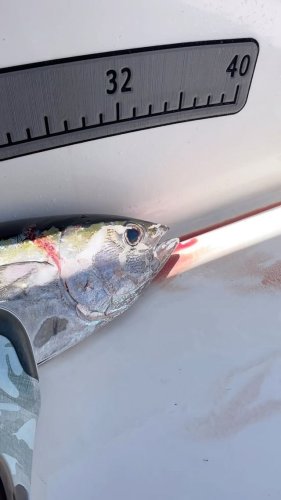 Video post from ejs_fishing_charters.