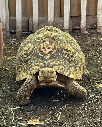 Photo post from carapacecritters.