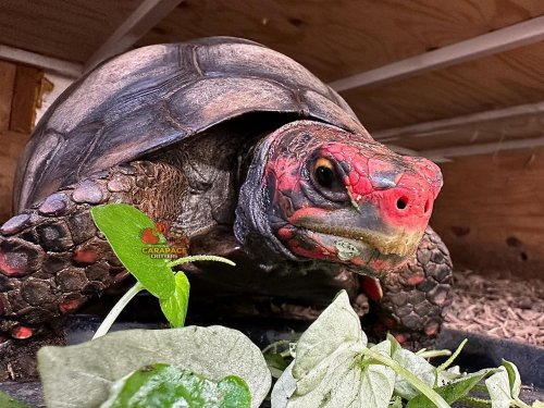 Photo post from carapacecritters.