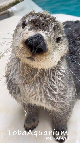 鳥羽水族館 公式サイト