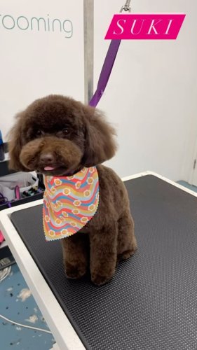 Video post from k9playtimedoggydaycare.