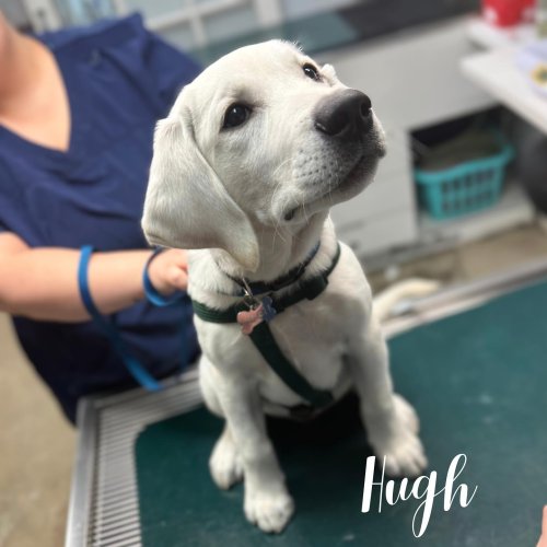 Carousel post from familyanimalhospitalcm.