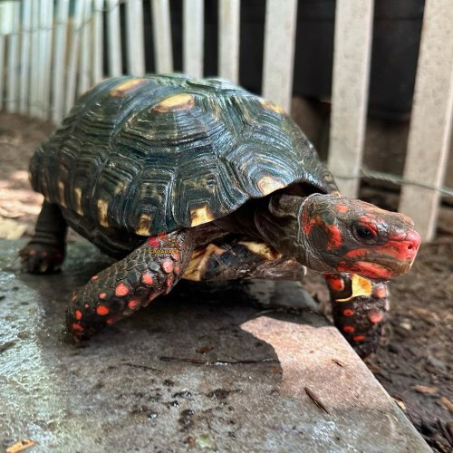 Photo post from carapacecritters.