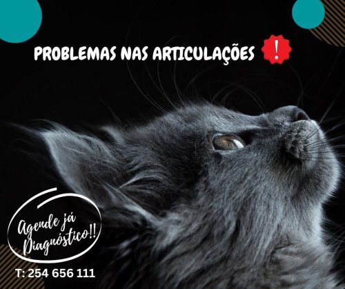Photo post from clinica_veterinaria_dourosul.