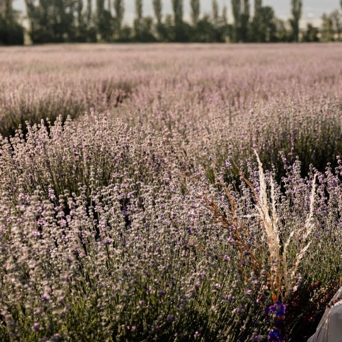 Photo post from suesseboutique.