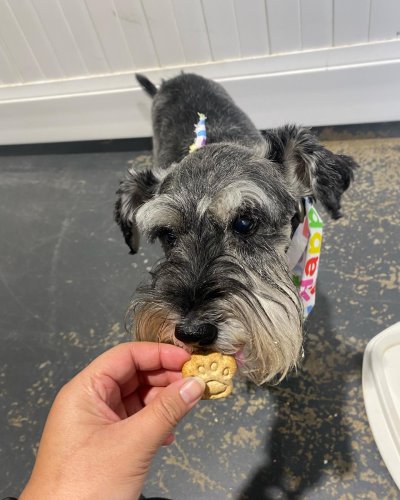 Carousel post from k9playtimedoggydaycare.
