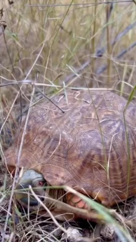 Video post from visittucson.