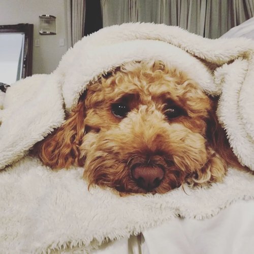 Photo post from furrypeeps.