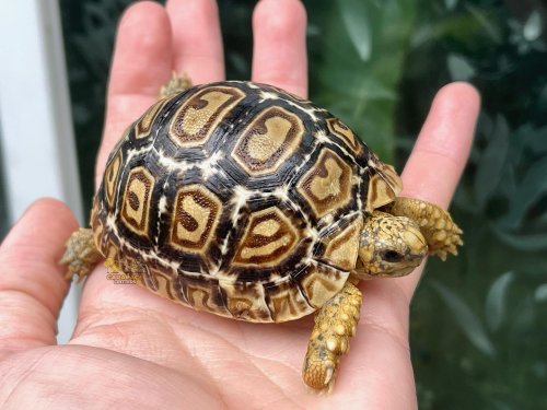 Photo post from carapacecritters.