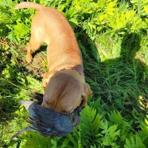 Video post from reddogguideservice.
