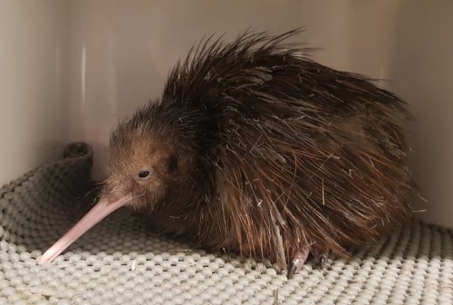 Carousel post from comvita_nz.