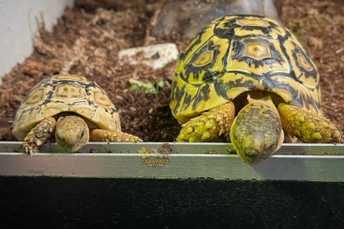 Photo post from carapacecritters.