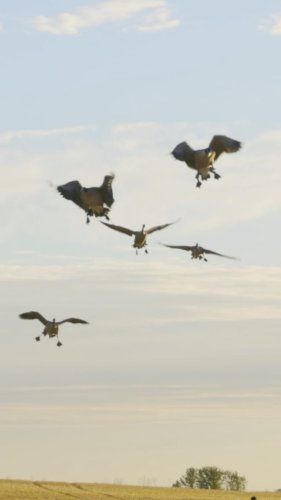 Video post from northernskiesoutfitters.