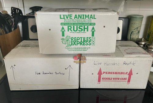 Photo post from carapacecritters.