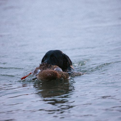 Photo post from northernskiesoutfitters.