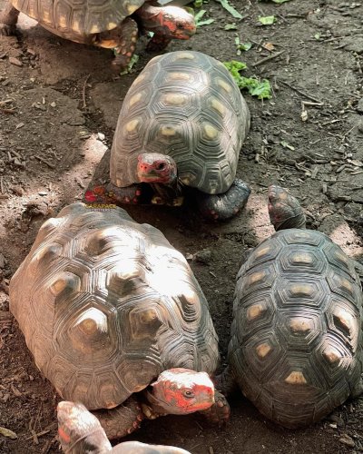 Photo post from carapacecritters.