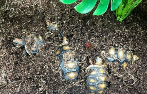 Photo post from carapacecritters.