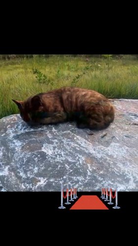 Video post from nydreamer7.